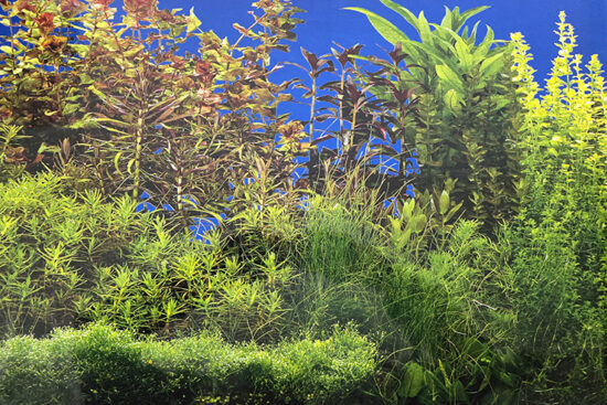 POSTER 50CMSX15MT SENCILLO ACUARIO PLANTADO