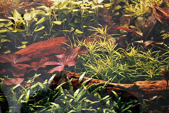 POSTER 50CMSX15MT SENCILLO PLANTAS CON TRONCO