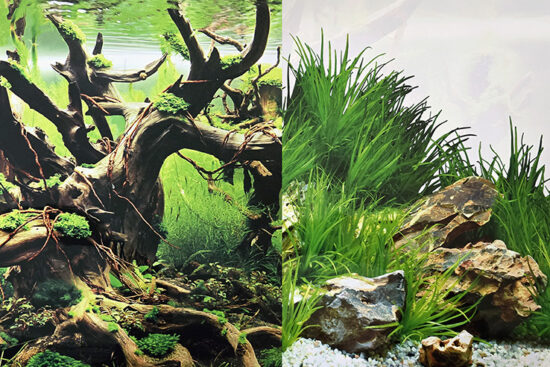 POSTER 60CMSX15MT DOBLE MANGLAR/PLANTAS CON TRONCOS