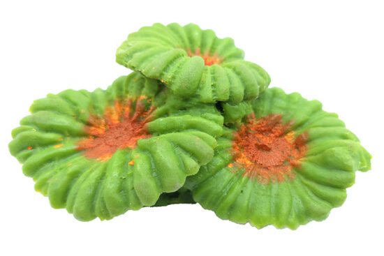 CORAL TRIPLE SETA 14.0X10.0X7.0CMS