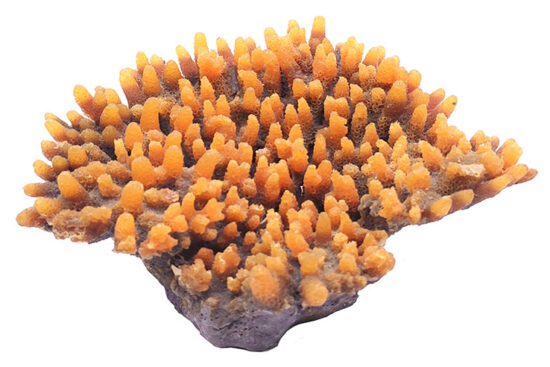CORAL TABLA NARANJA 18.0øX8.0CMS