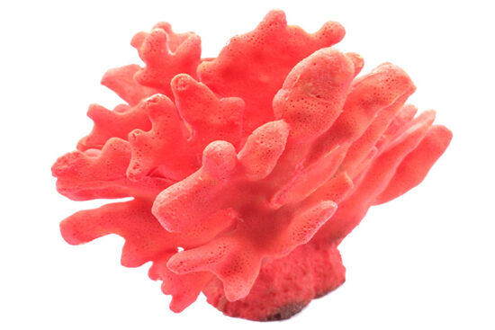 CORAL ROJO MEDIANO 20.0X18.0X16.0CMS