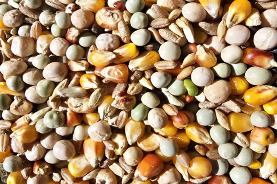 RACION PALOMAS PLUS MANTENIMIENTO 25KG