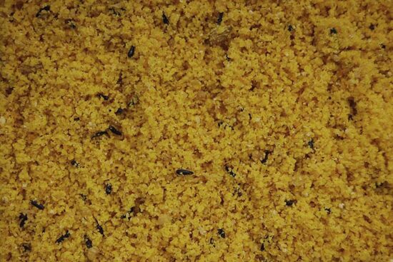 PASTA NATURAL CRIA