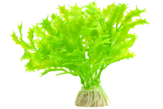PLANTA LECHUGA VERDE 11.0øX10.0CMS