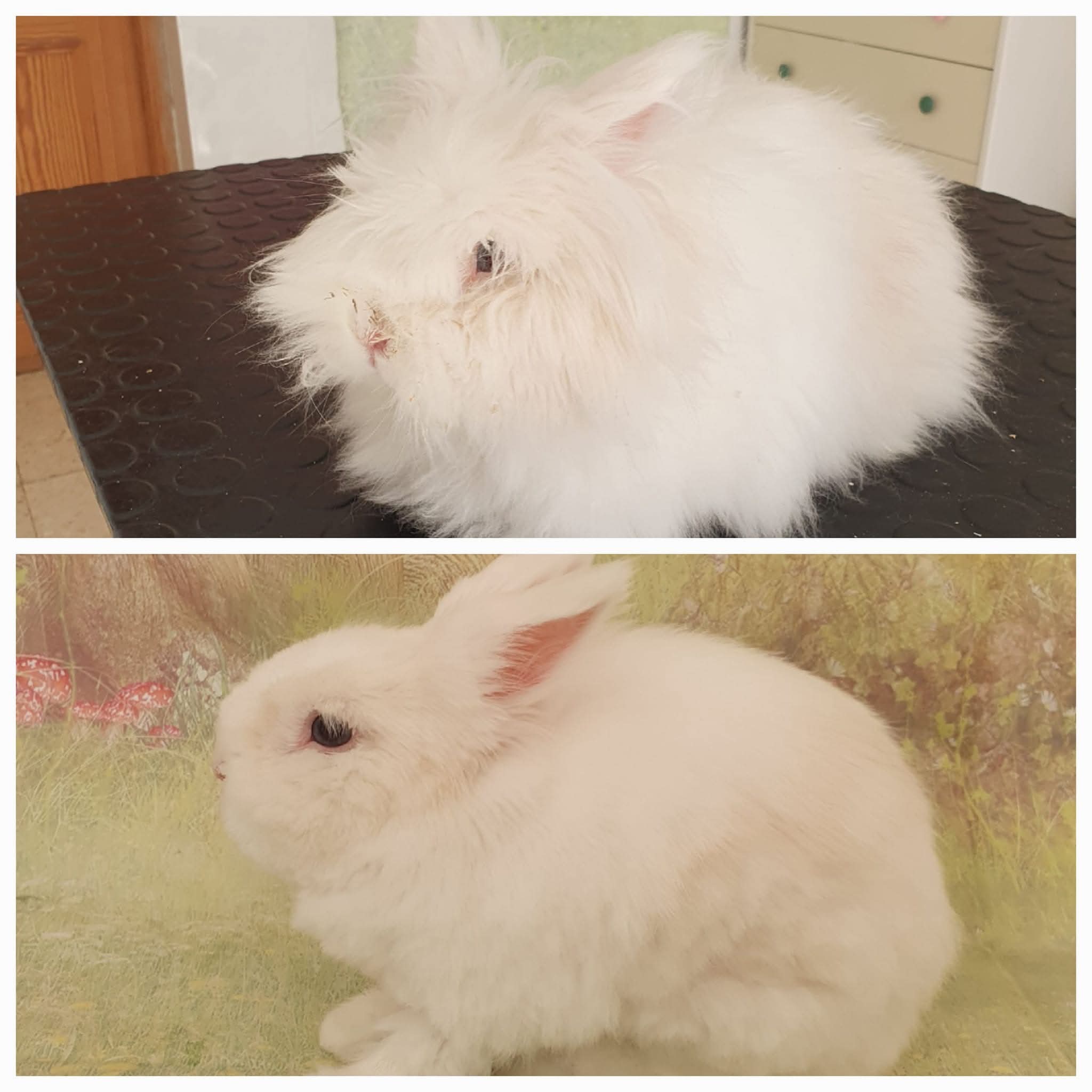 Peluquería