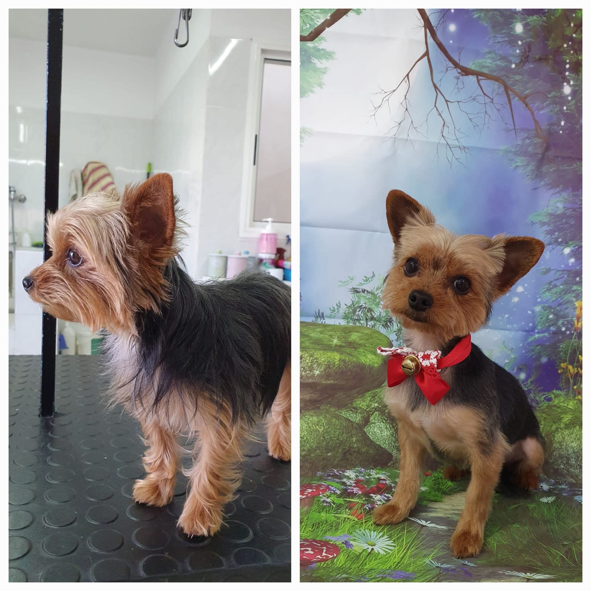 Peluquería