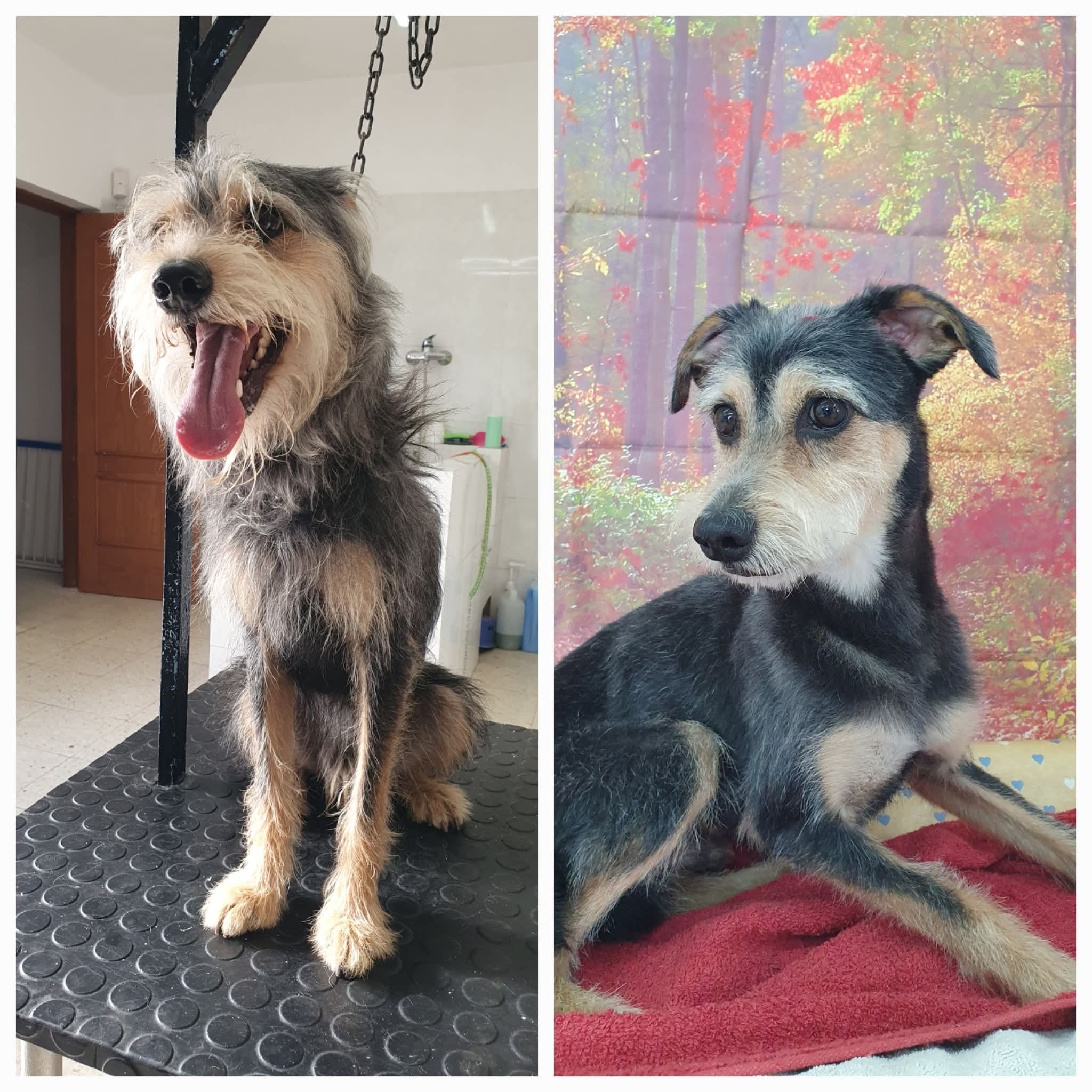 Peluquería